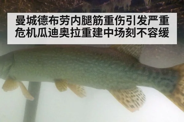 曼城德布劳内腿筋重伤引发严重危机瓜迪奥拉重建中场刻不容缓